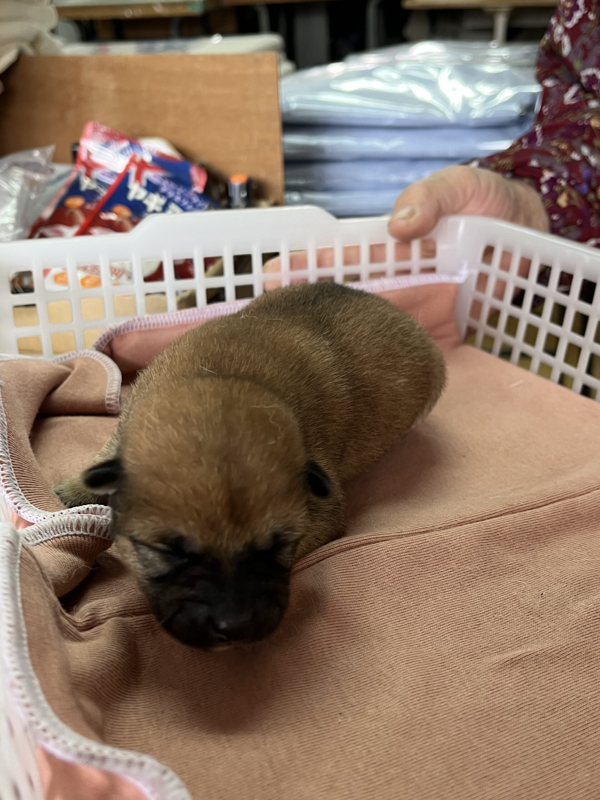 ３月１８日生まれ　メス　新しい家族が決まりました